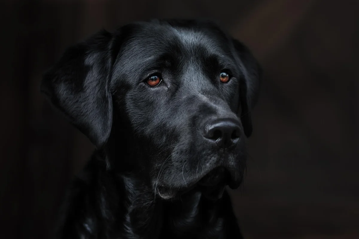 Le véritable coût d’une détection canine en 2025