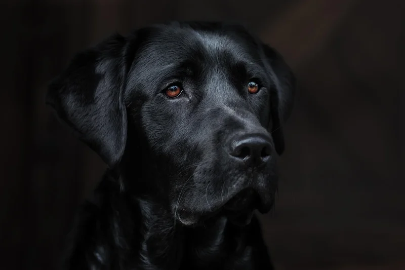 Le véritable coût d’une détection canine en 2025