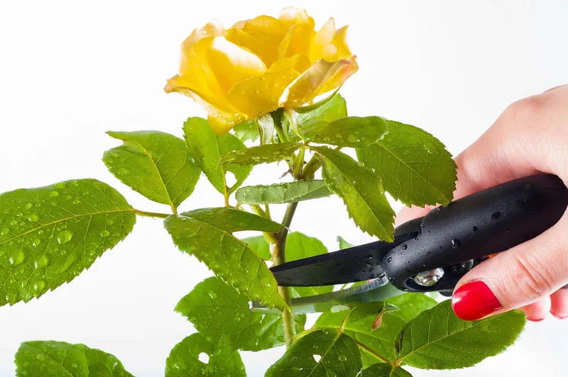 Bypass ou enclume : le duel qui divise les jardiniers
