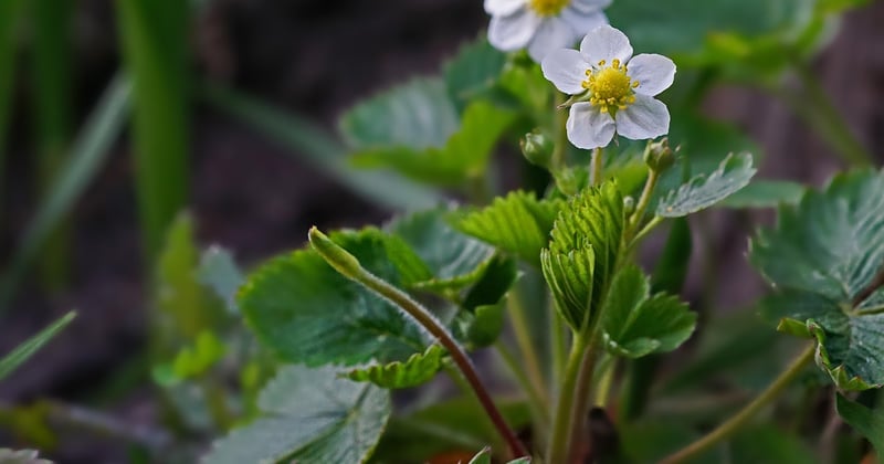 Comment pousse les fraises : le guide surprenant du potager