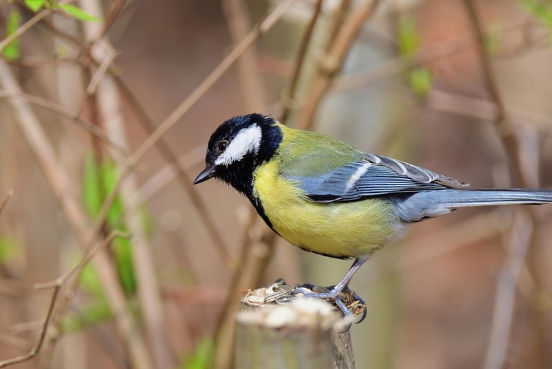 mésange charbonnière