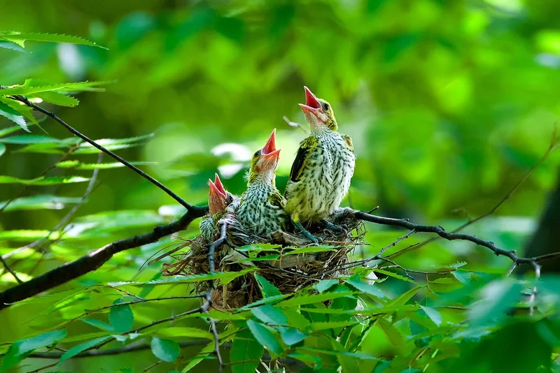 Protection des jeunes oiseaux : que faire si vous trouvez un oisillon