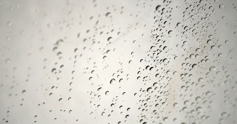 Vers noir d'humidité : est-ce vraiment dangereux ?